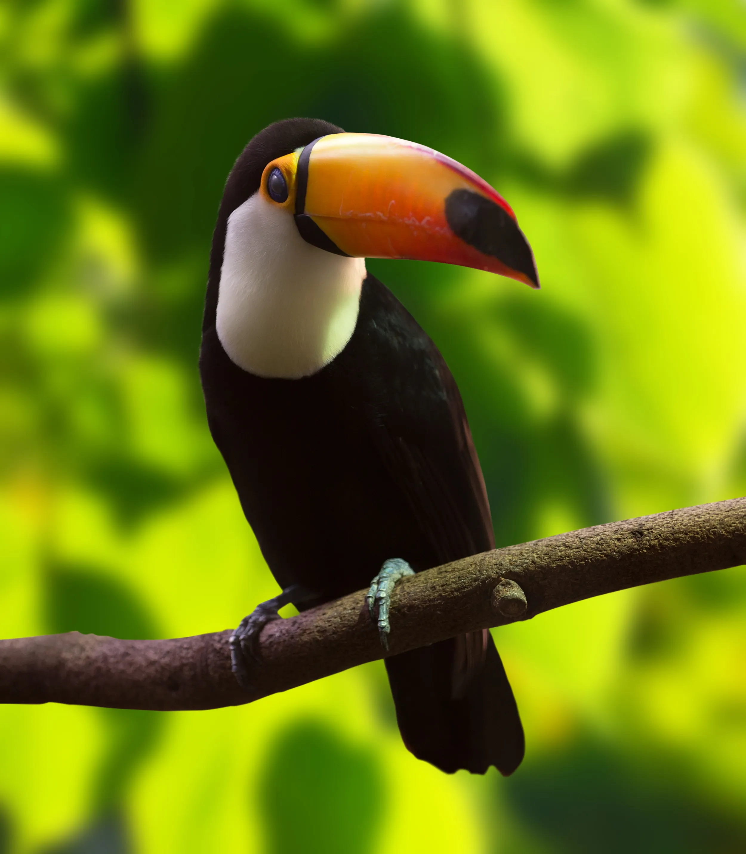Tucán posado en una rama entre el follaje tropical