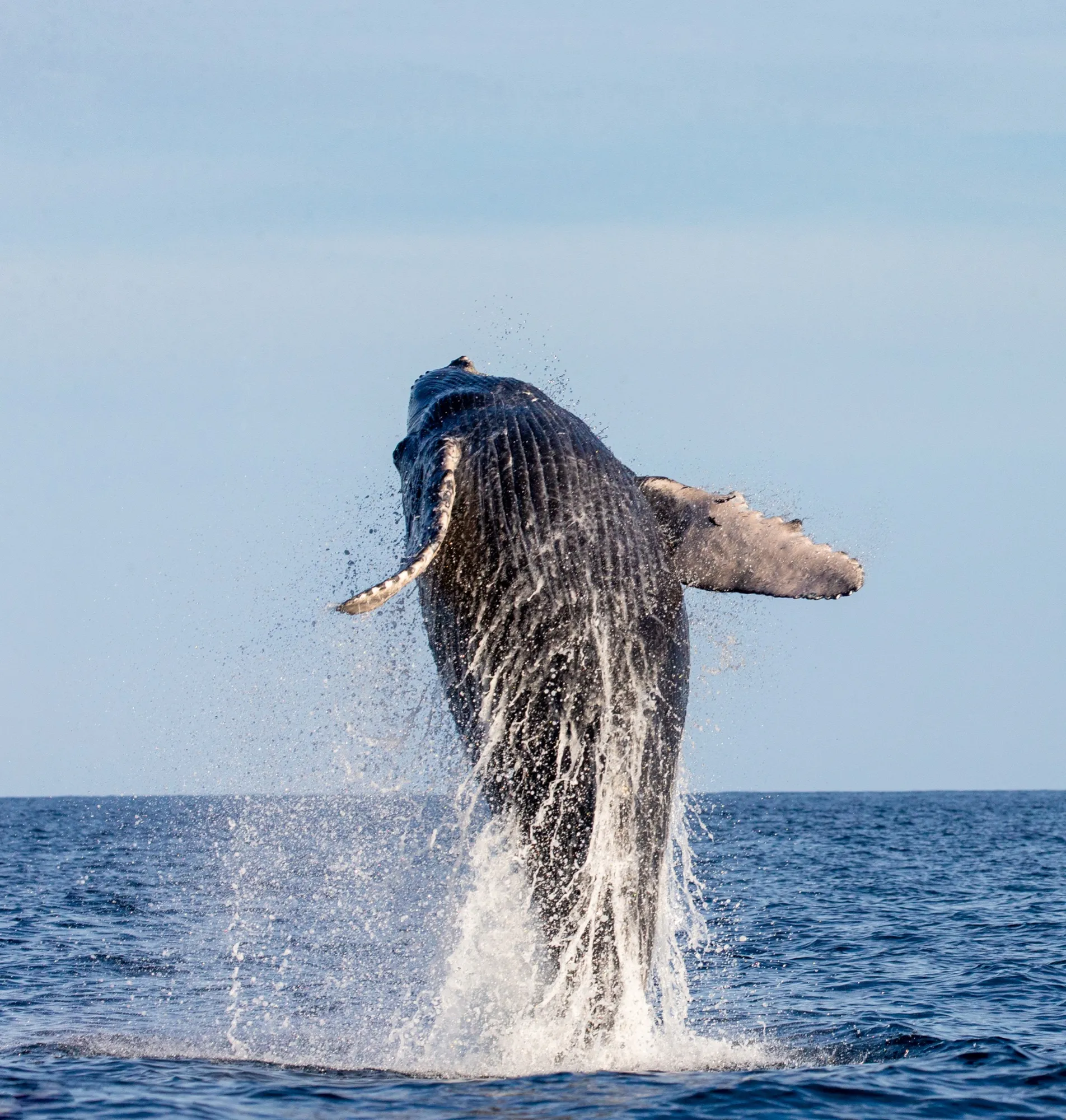 Ballena jorobada saltando sobre la superficie del mar